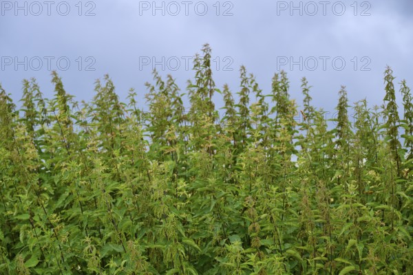 Tall nettles (Urtica), under a cloudy sky in a meadow, summer, Germerode, Geo nature park Park