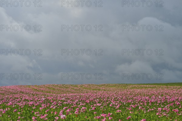 Opium poppy (Papaver somniferum), cloudy sky, summer, Germerode, Geo nature park Park