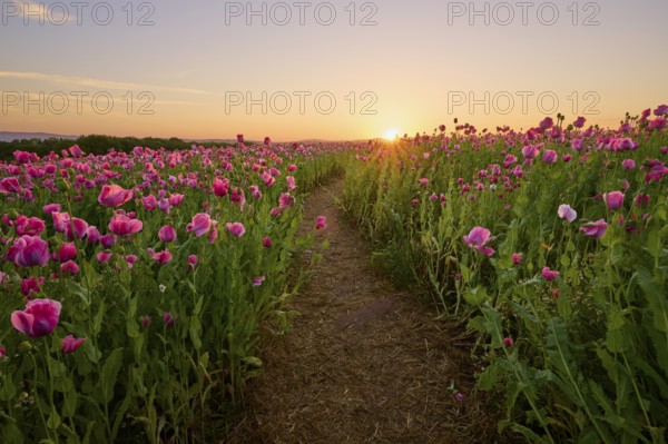 Opium poppy (Papaver somniferum), field of poppy capsules through which a narrow path leads, at