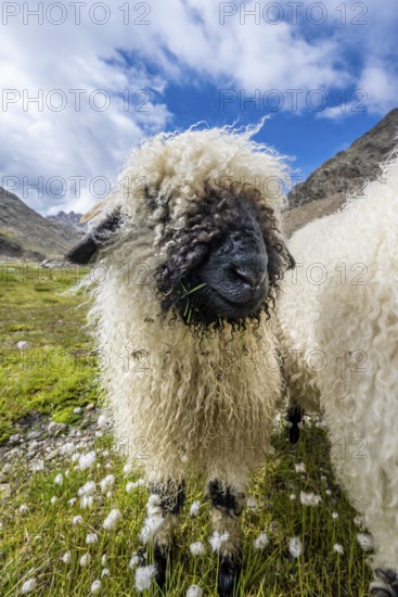 Valais Blacknose sheep (Ovis gmelini aries), high alpine mountain valley, Obere Senner Egete,