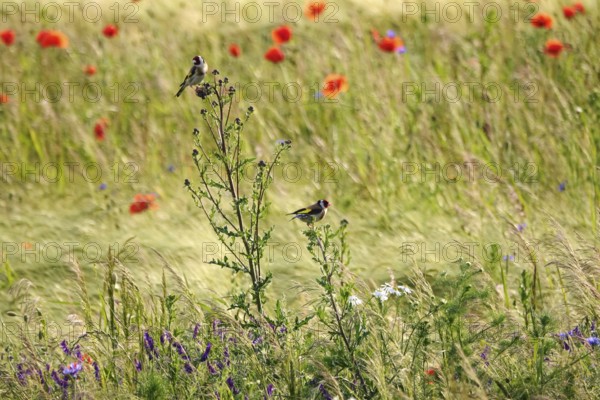Beautiful poppy field and goldfinches, June, Germany