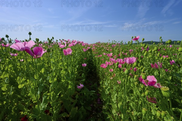 Opium poppy (Papaver somniferum), field full of pink blooming poppies with a narrow footpath,