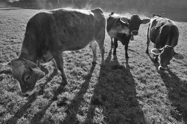 Algäu cows (Brown Swiss cattle in the morning backlight on the pasture, Weitnau, Oberallgäu,