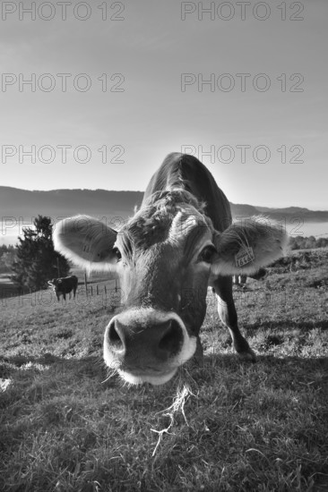 Algäu cow (Braunvieh) on the pasture looking into the camera, Weitnau, Oberallgäu, Bavaria, Germany