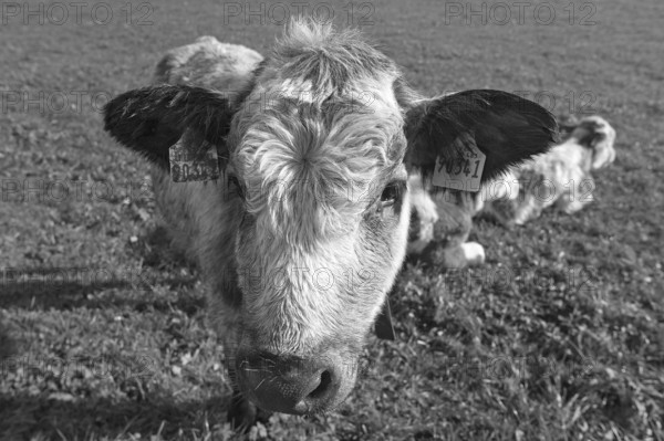 Cow calf looking into the camera, Weitnau, Allgäu, Bavaria, Germany