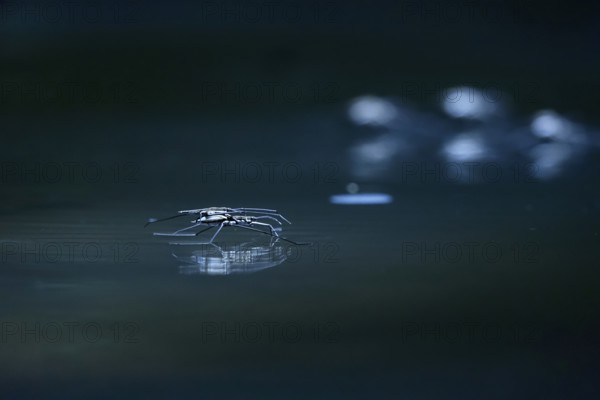 Insect Water strider (Gerridae) on a river, June, Saxony, Germany