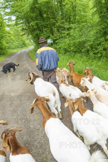Herd of goats is accompanied by a shepherd and a dog on a forest path, Waldweide Gechingen,