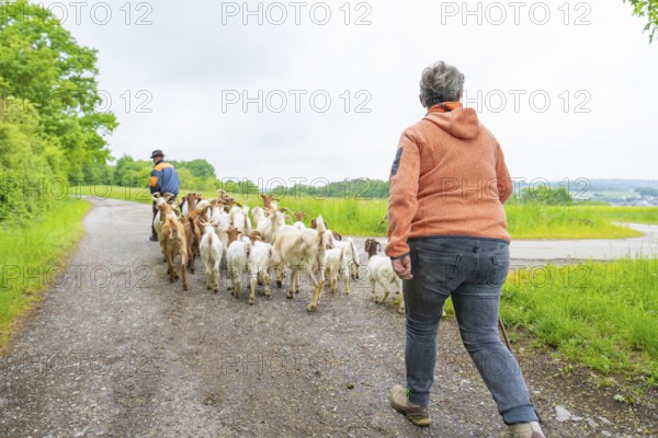 Man and woman accompany a herd of goats on a path in rural surroundings, Gechingen forest pasture,