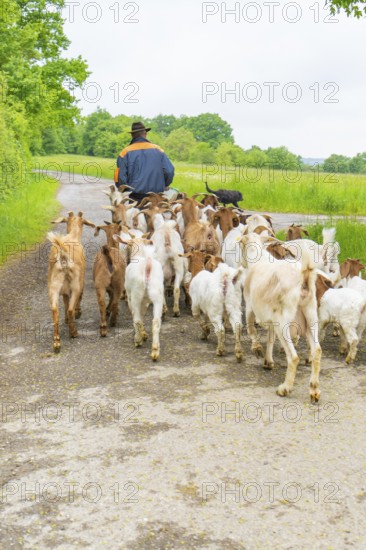 Shepherd leading herd of goats on a dirt track in the rural landscape, Gechingen forest pasture,