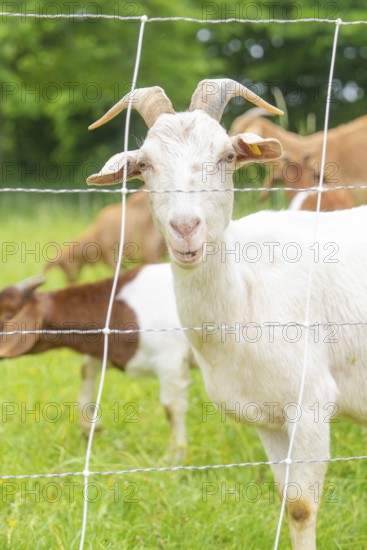 White goat portrait behind a fence on a green pasture, Waldweide Gechingen, compensation project