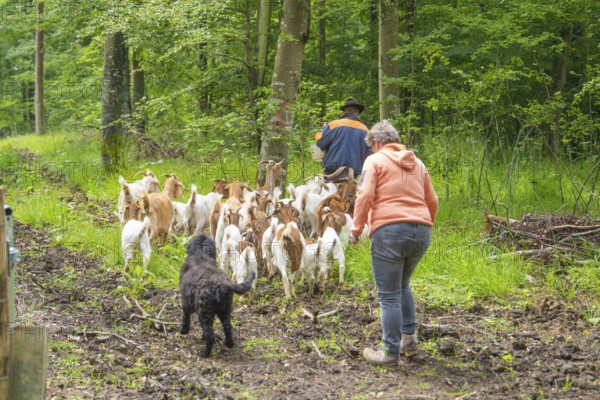 Two people and a dog follow a herd of goats along a forest path, Waldweide Gechingen, compensation