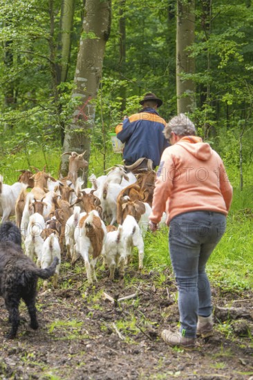 Two people and a dog drive a group of goats through the forest, Waldweide Gechingen, compensation