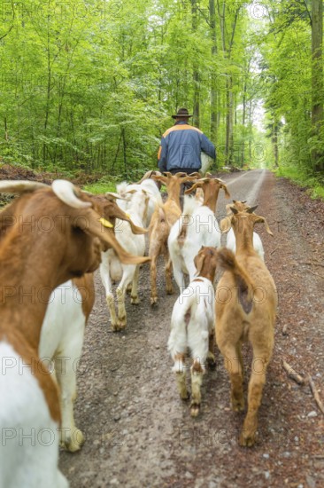 Group of goats following a man through a green forest path, forest pasture Gechingen, compensation