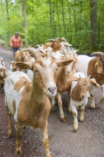 Shepherd leads herd of goats along a forest path, green surroundings, forest pasture Gechingen,