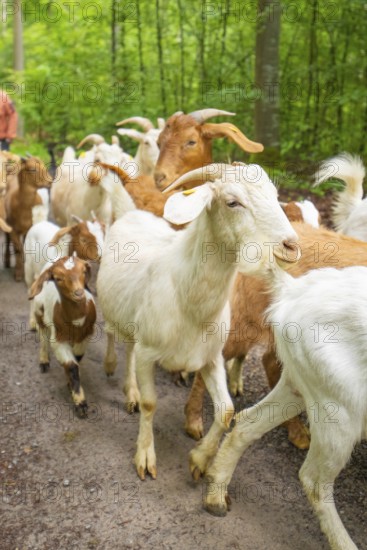 Herd of goats moving along a forest path in a peaceful environment, Waldweide Gechingen,