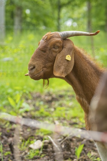 Close-up of a brown goat with horns in a meadow, Gechingen forest pasture, compensation project for