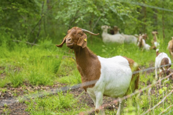 Close-up of a goat on a green meadow, Gechingen forest pasture, compensation project for the