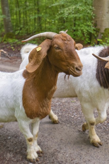 Brown and white goats standing next to each other on a forest path, Gechingen forest pasture,