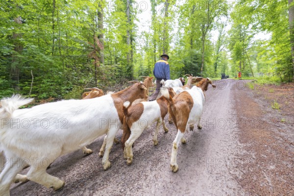 Herd of goats being led along a forest path by a person in daylight, Gechingen forest pasture,