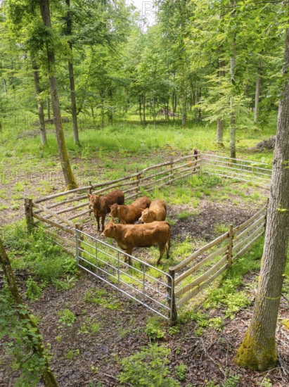 Herd of cattle in a fenced area within a forest, forest pasture Gechingen, compensation project for
