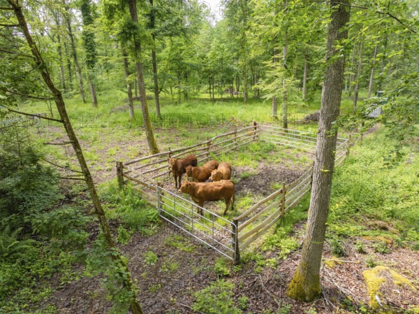 Cows in a fence in a green forest area, forest pasture Gechingen, compensation project for the
