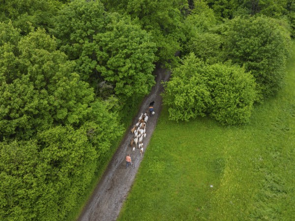 Aerial view of a flock of sheep on a forest path surrounded by dense greenery, Gechingen forest