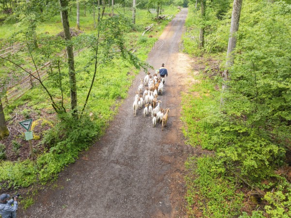 A person drives a herd of goats along a forest path, forest pasture Gechingen, compensation project