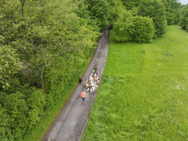 Aerial view of a person leading a herd of goats along a forest path, Waldweide Gechingen,