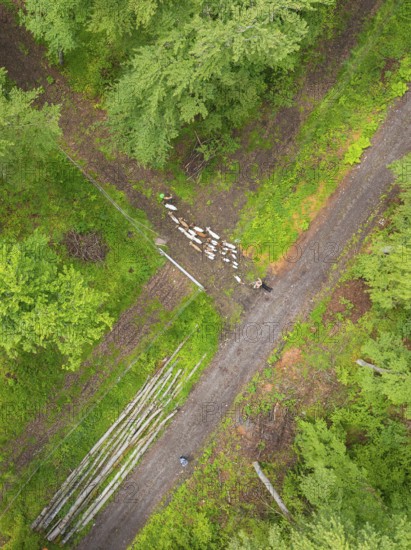 Aerial view of a flock of sheep on a forest path next to lying tree trunks, Gechingen forest