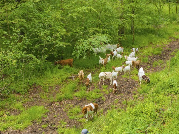 Herd of goats grazing along a forest path, Gechingen forest pasture, compensation project for the