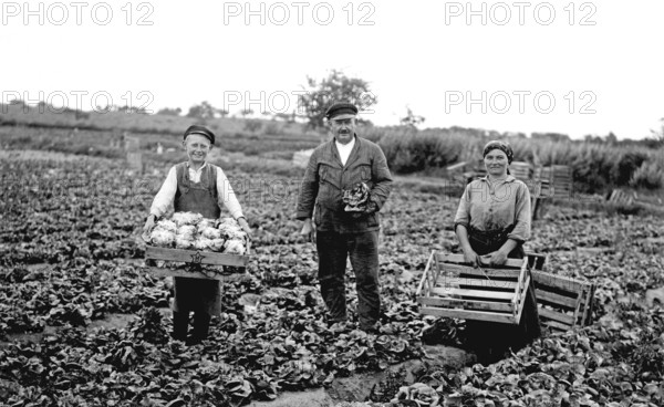 Harvest, ca. 1910, Farmers harvesting in a field, Black and white photo with rural and historical