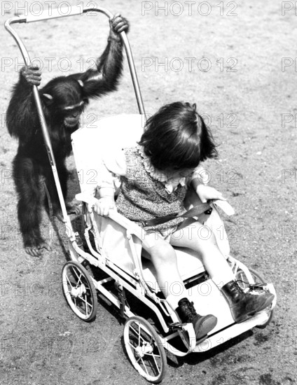 Pram perambulator baby carriage, 1930s, A chimpanzee pushing a pram with a child in it on a road,