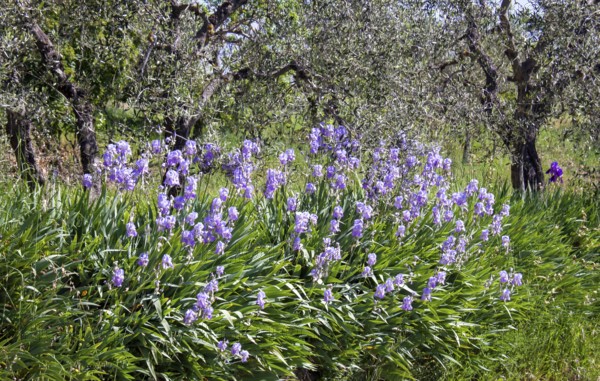 Purple iris flowers bloom profusely in front of gnarled olive trees in a natural setting, Tuscany,