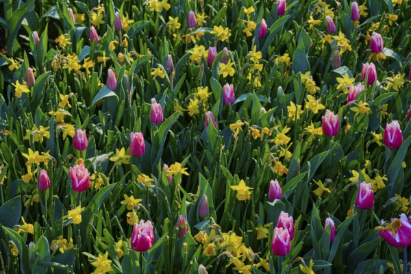 Colourful flower bed with pink tulips and yellow daffodils, Keukenhof, Lisse, province of South