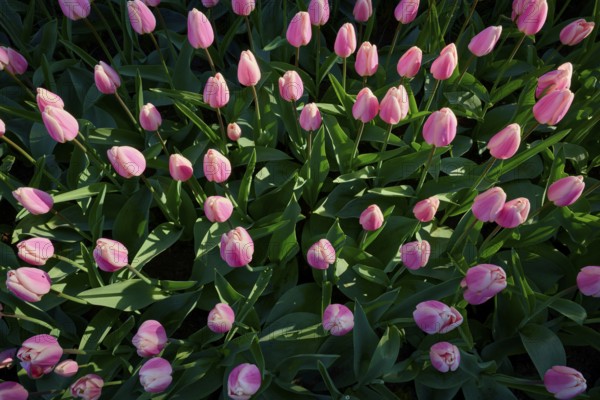 A dense bed of pink tulips with lush green leaves, Keukenhof, Lisse, province of South Holland,