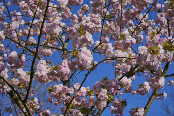 Delicate pink cherry blossoms on a tree against a bright blue sky. A sign of spring, Keukenhof,