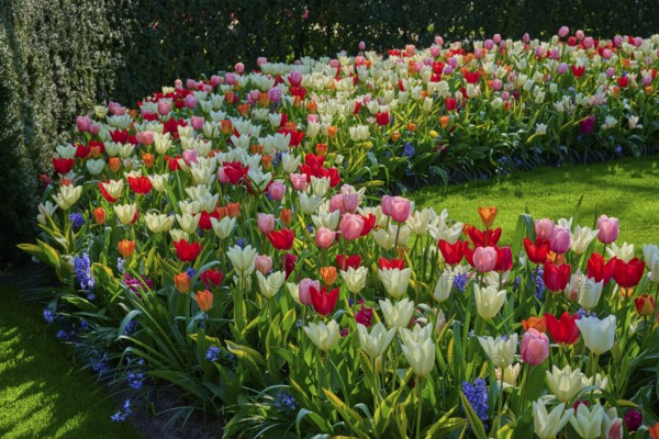 A curved flowerbed with colourful tulips in a well-tended park. The variety of colours attracts the