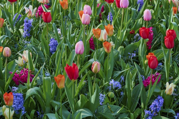 A bed of colourful tulips and hyacinths in full spring splendour. Different colours and flower