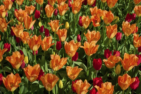 A sea of orange tulips with scattered red flowers, Keukenhof, Lisse, province of South Holland,