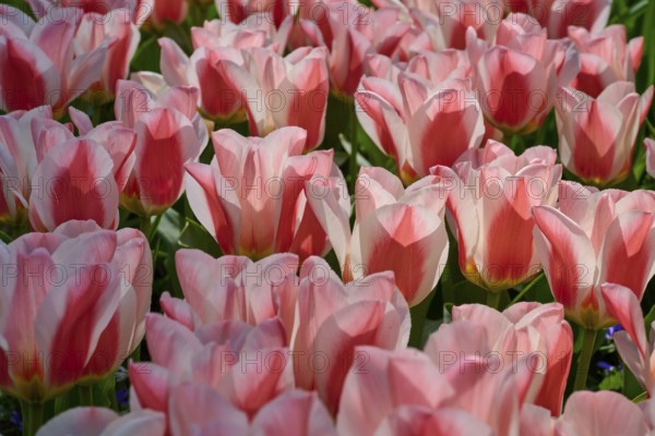 Pink tulips blooming profusely in a sunny garden, Keukenhof, Lisse, province of South Holland,