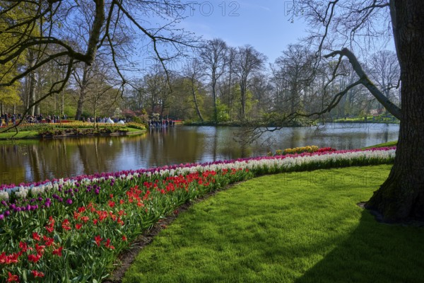 A lake surrounded by blooming tulips and trees in the park. The landscape is peaceful and