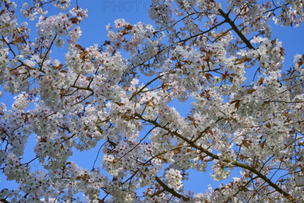 Branch with white cherry blossoms against a blue sky in spring, Keukenhof, Lisse, province of South
