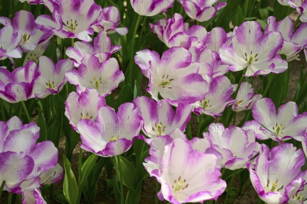 White tulip flowers with pink accents, creating a soft and peaceful atmosphere, Keukenhof, Lisse,