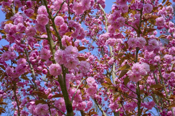 Blossoming cherry blossom trees in pink against a clear blue sky, Keukenhof, Lisse, province of