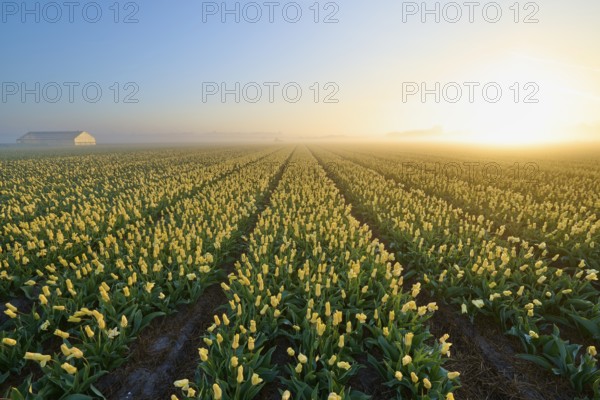 Yellow tulips stretch out in neat rows under a misty sunrise, Sassenheim, province of South