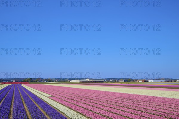 Endless colourful tulip fields under a clear blue sky create a spring-like atmosphere, Sassenheim,