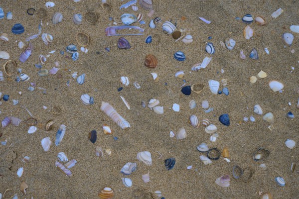 Colourful shells in various shapes scattered on a sandy beach, beach section 27, Noordwijk, North