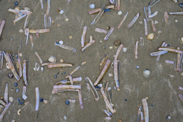 Razor shells and small shells scattered on the sandy beach, beach section 27, Noordwijk, North Sea,