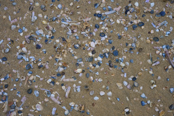 Many small shells are scattered over the sandy bottom, beach section 27, Noordwijk, North Sea,