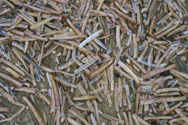 Many elongated razor shells and shells scattered on the beach, beach section 27, Noordwijk, North